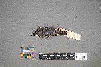 Media resource of Setophaga dominica