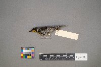 Setophaga dominica image