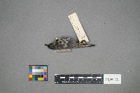 Setophaga dominica image