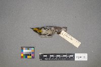 Setophaga dominica image