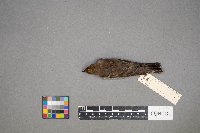 Setophaga coronata image