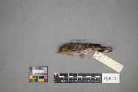 Setophaga coronata image