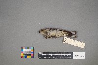 Setophaga coronata image