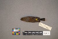 Setophaga coronata image