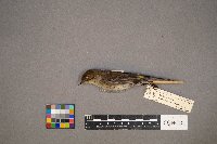 Setophaga coronata image