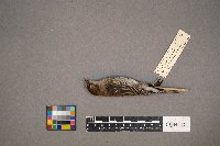 Setophaga coronata image