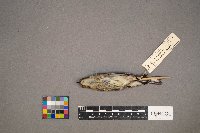 Setophaga coronata image