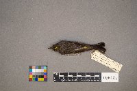 Setophaga coronata image