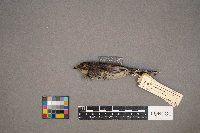 Setophaga coronata image