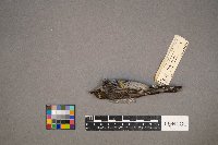 Setophaga coronata image