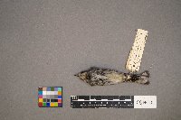 Setophaga coronata image