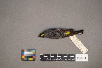 Setophaga coronata image