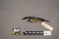 Setophaga coronata image