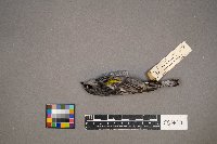 Setophaga coronata image