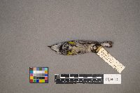 Setophaga coronata image