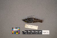 Setophaga coronata image