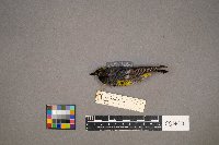 Setophaga coronata image
