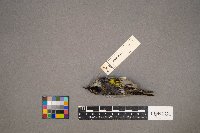 Setophaga coronata image