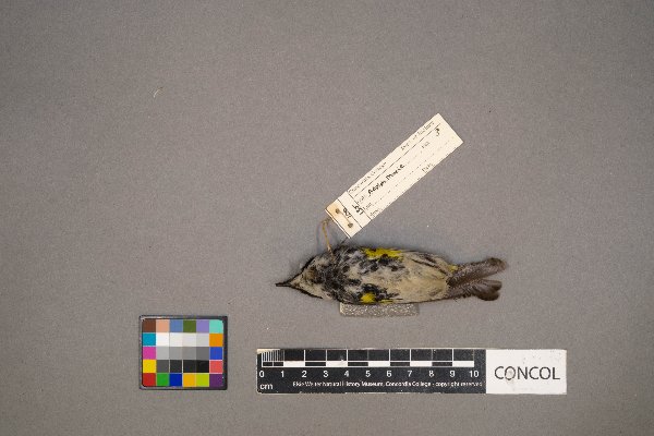 Setophaga coronata image