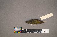 Oreothlypis celata image