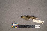 Oreothlypis celata image