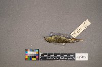 Oreothlypis celata image