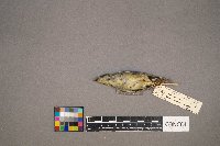 Oreothlypis celata image