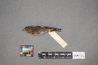 Setophaga palmarum image