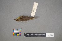 Setophaga palmarum image