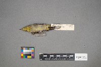 Setophaga palmarum image