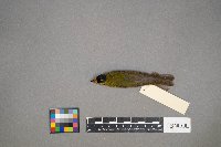 Cardellina pusilla image