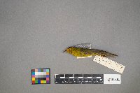 Cardellina pusilla image