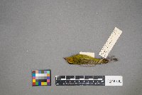 Cardellina pusilla image