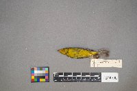 Cardellina pusilla image