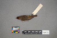 Setophaga palmarum image