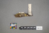 Setophaga palmarum image