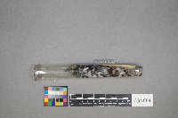 Mniotilta varia image