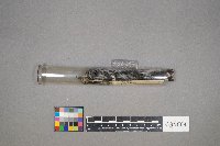 Mniotilta varia image