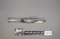 Mniotilta varia image