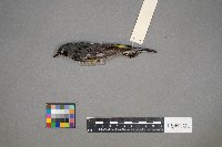 Setophaga coronata image