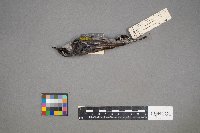 Setophaga coronata image