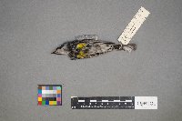 Setophaga coronata image