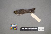 Setophaga coronata image