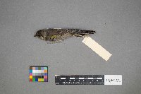 Setophaga coronata image