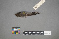 Setophaga coronata image