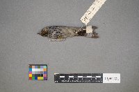 Setophaga coronata image