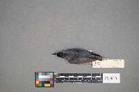 Sitta canadensis image