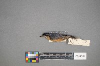 Sitta canadensis image