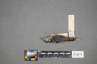 Sitta canadensis image