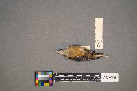 Sitta canadensis image